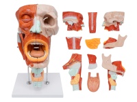 鼻、口、咽、喉腔分解模型