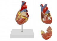 心脏解剖模型（自然大，2部件）