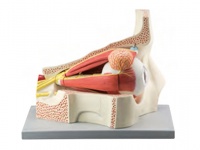 眼球与眼眶放大模型（放大5倍，11部件）