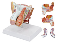男性生殖器官结构模型