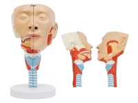 唾液腺及咽肌解剖模型