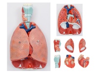 喉、心、肺解剖模型（呼吸系统模型）
