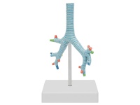 气管、支气管及肺段支气管模型